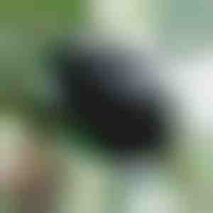 Kutija za razmnožavanje za zdrave korene (5 komada) | ROOTY