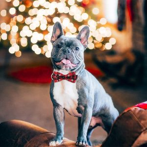 Svečana ogrlica za pse u obliku snežne pahulje | DOGICOLLAR