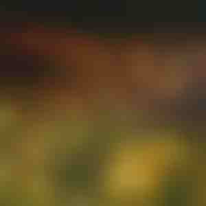 Baštenska solarna svetla (toplo svetlo) | SOMPEX